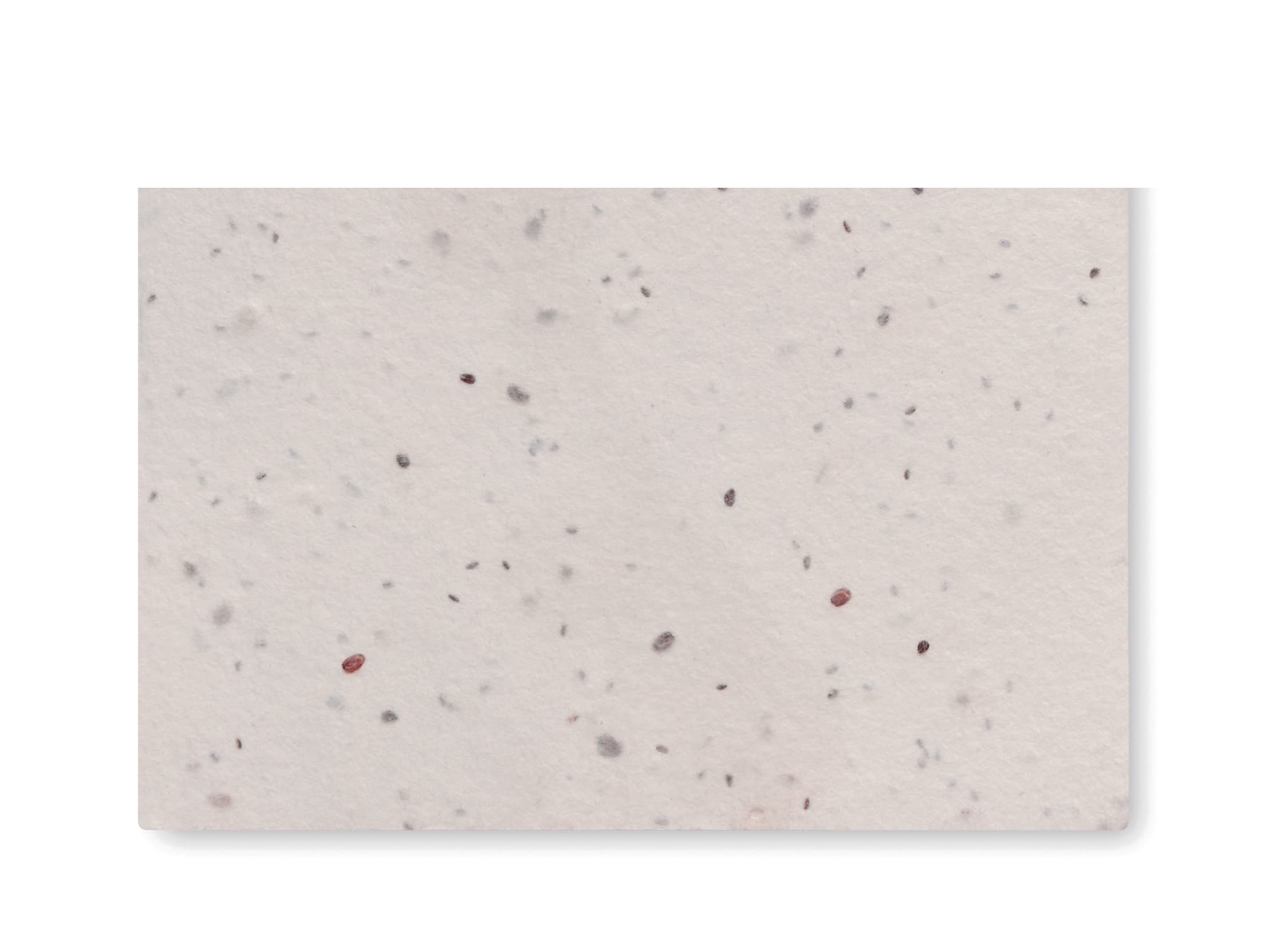 Wildflower Seed Business Card.