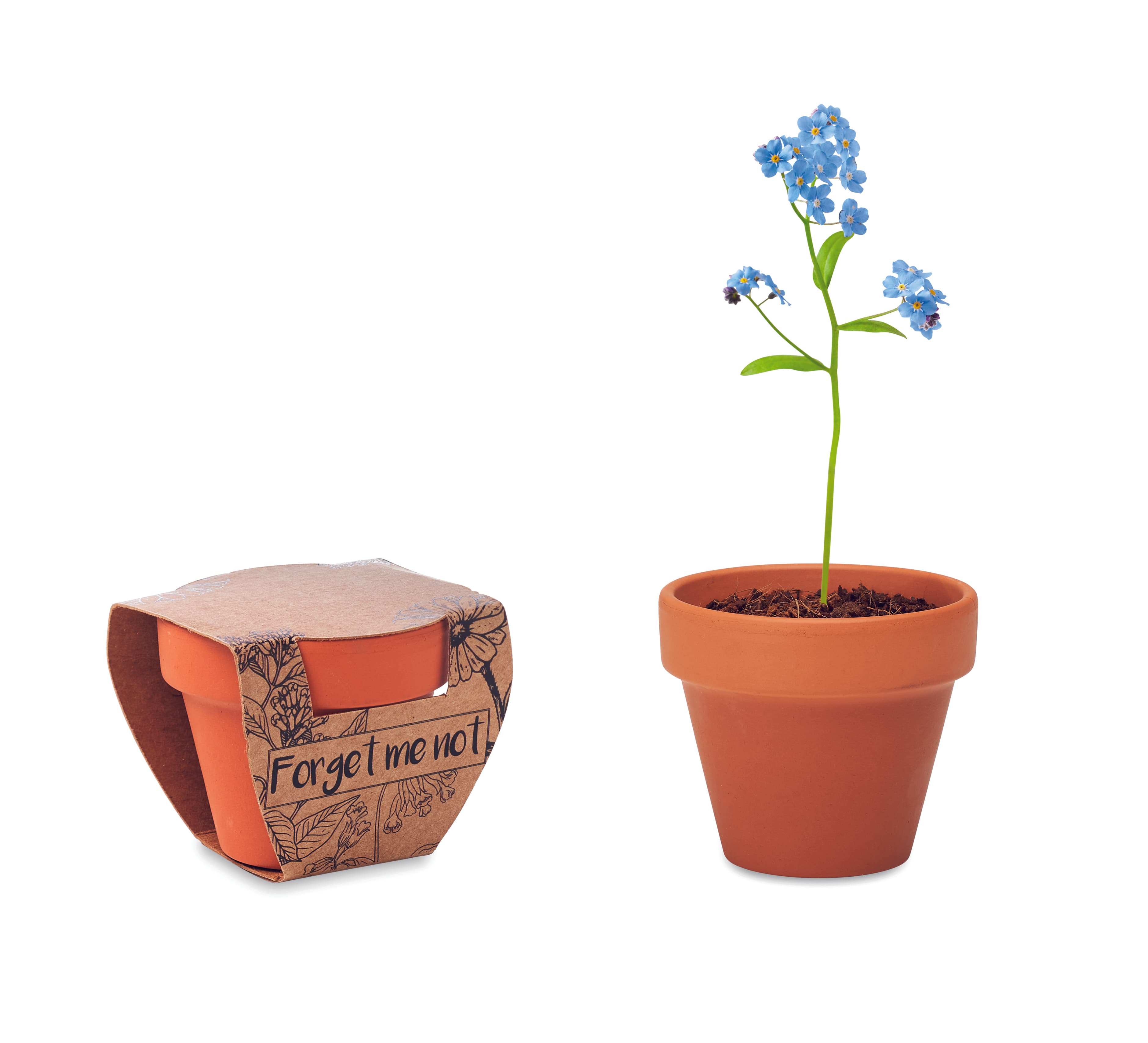 Terracotta Pot 'forget Me Not'