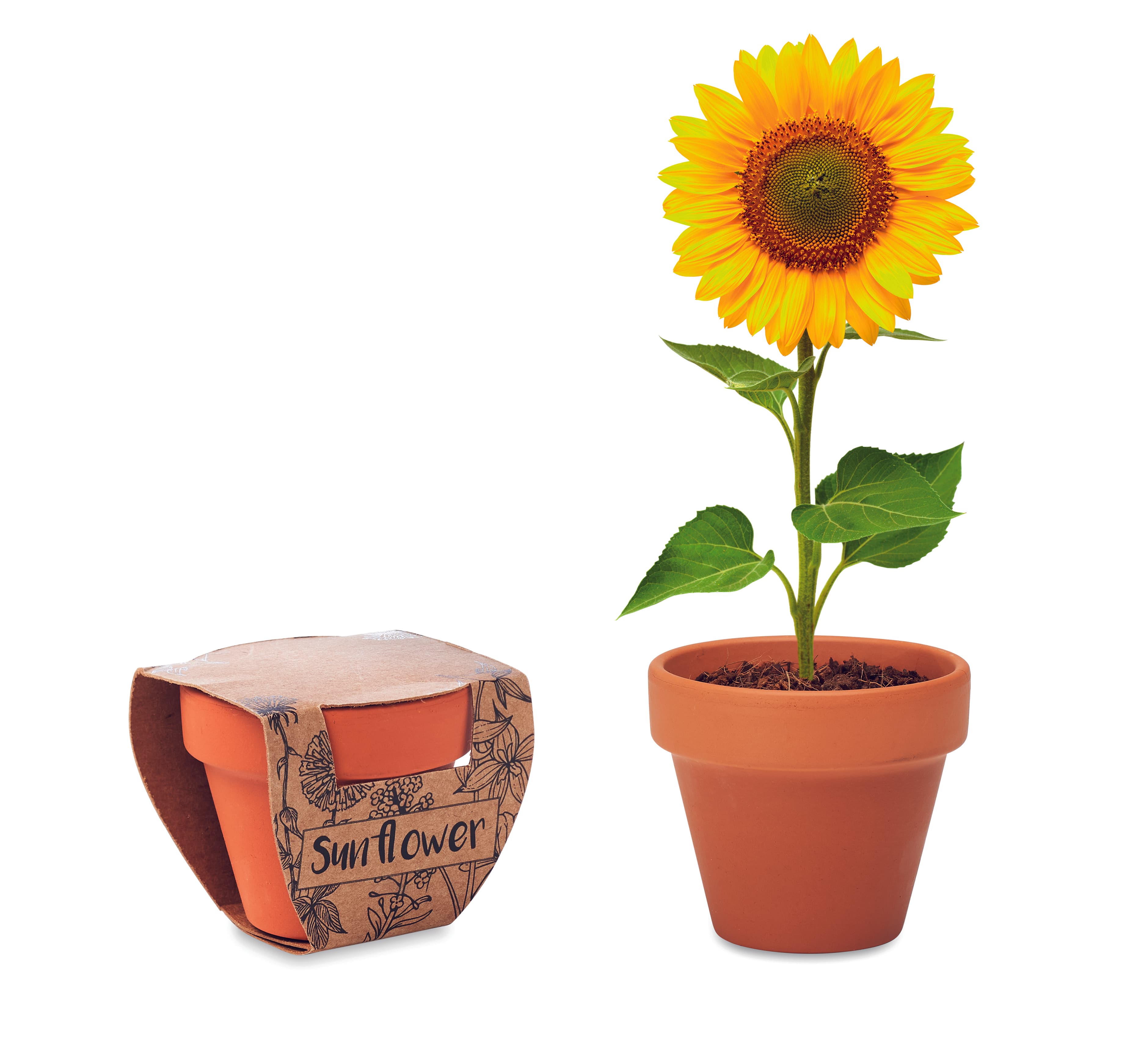Terracotta Pot 'sunflower'