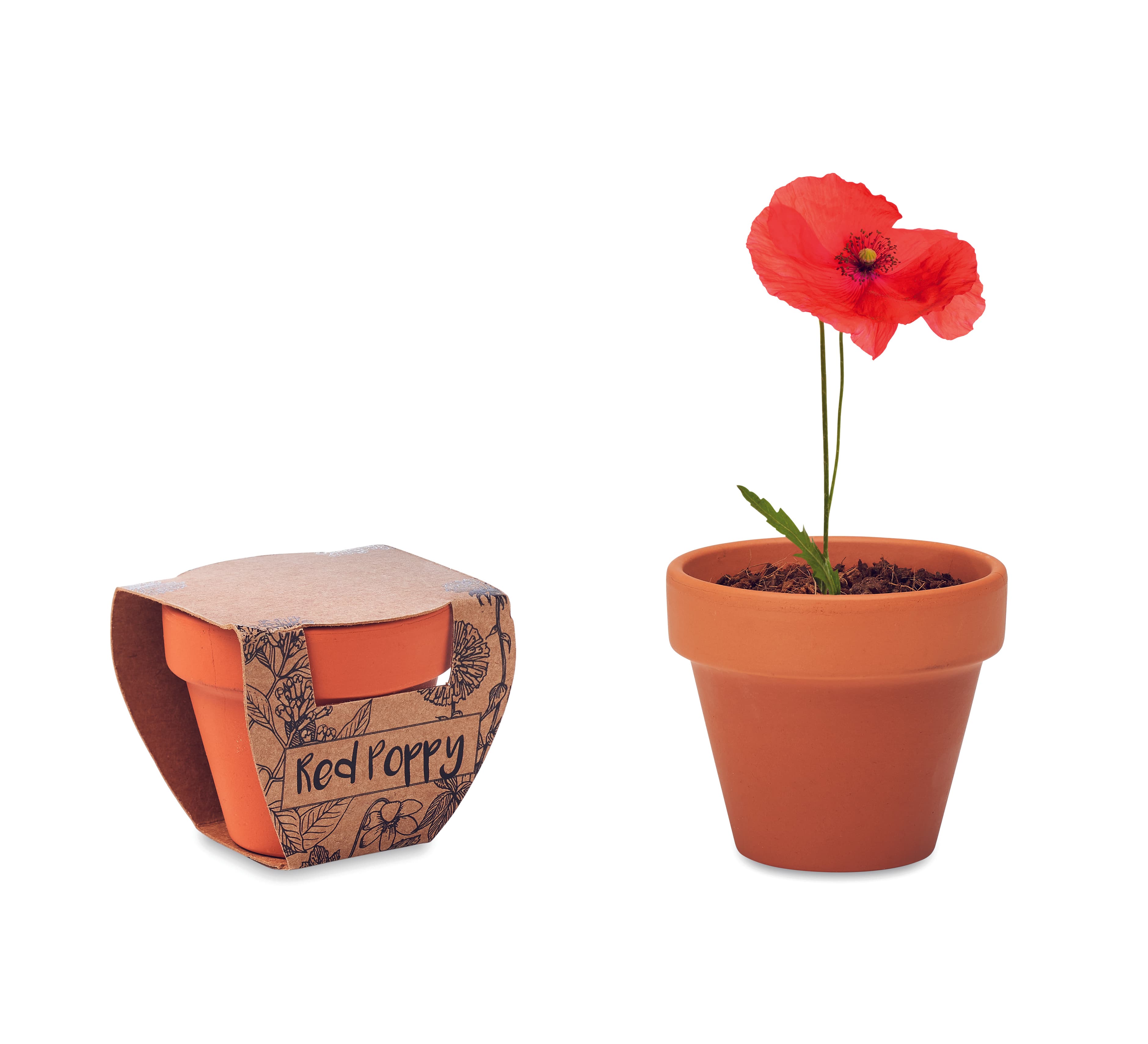Terracotta Pot 'poppy'